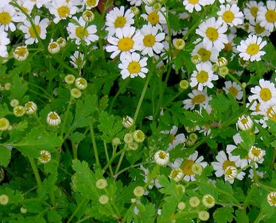 Feverfew
