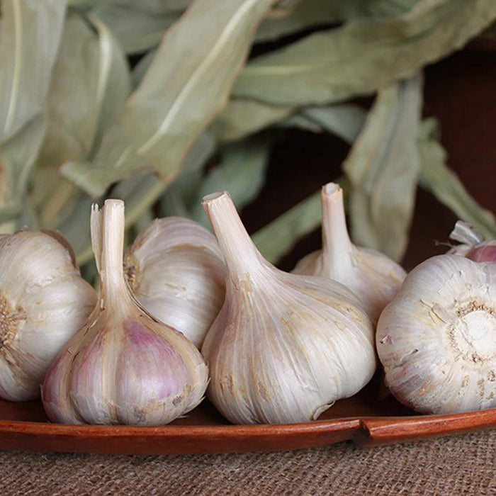 PREORDER Organic German Xtra Hardy Garlic (lb)