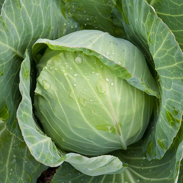 Golden Acre Cabbage