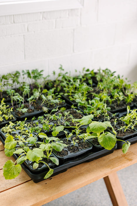 GreenStalk Garden Seed Starter Kit (Set of 4)