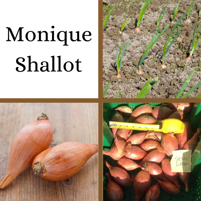 PREORDER Monique Shallot - French Heirloom