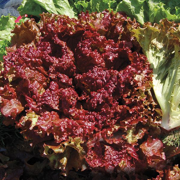 Red Fire Lettuce