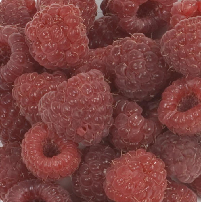 Raspberry - Willamette