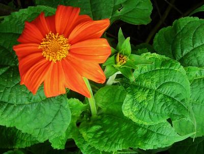 Red Torch Tithonia