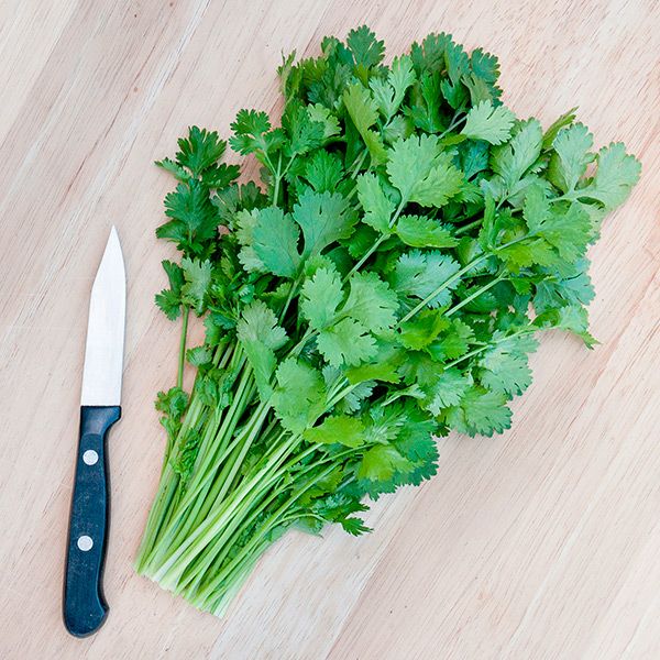 Caribe Cilantro