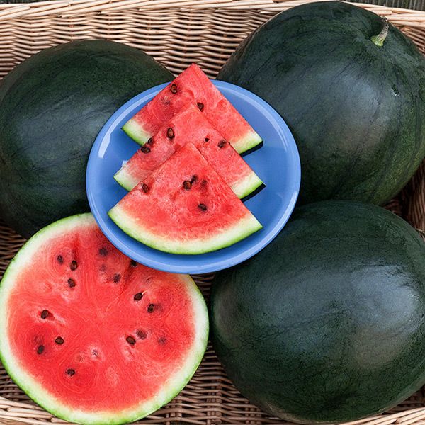 Blacktail Mtn. Watermelon