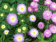 Powder Puff Mixed Colors Aster