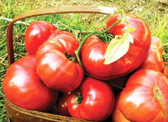 Brandywine (Sudduth Strain) Tomato
