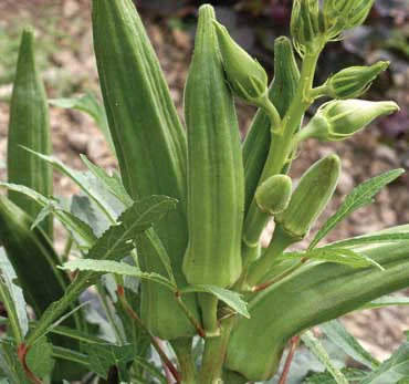 Cajun Jewel Okra