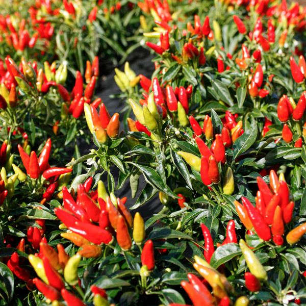 Candlelight Hot Pepper