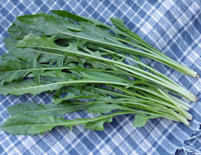 Chicory Catalogna Greens