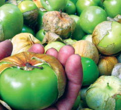 Cisineros Grande Tomatillo