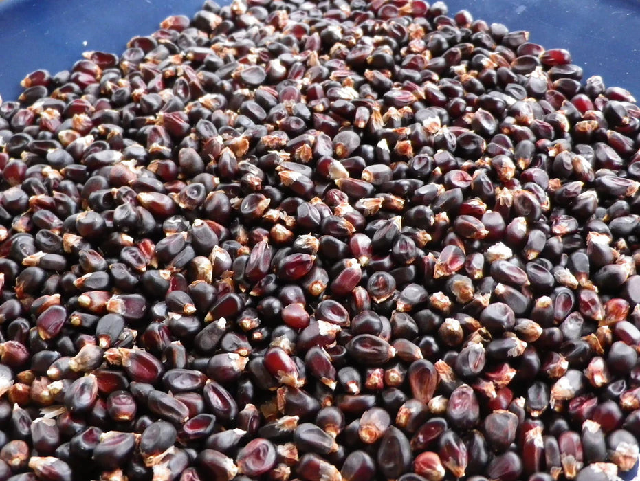 Dakota Black Corn