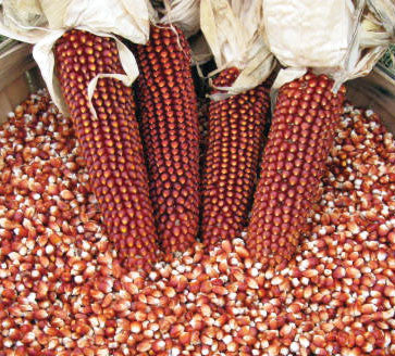 Floriani Red Flint Corn