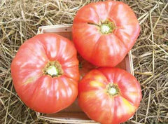 Granny Cantrell's German Red/Pink Tomato