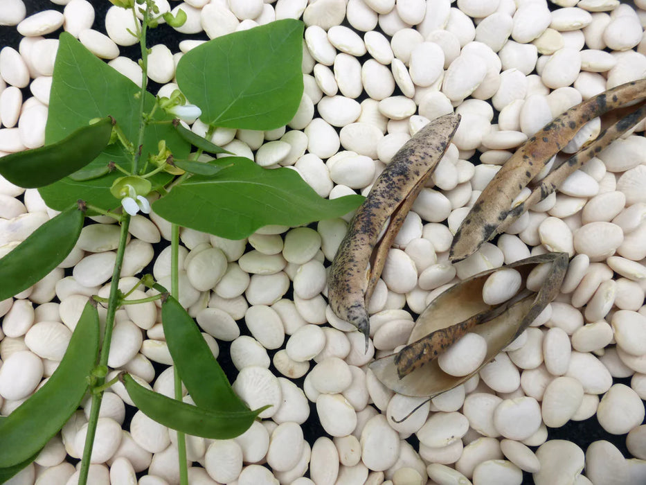 Henderson Bush Beans