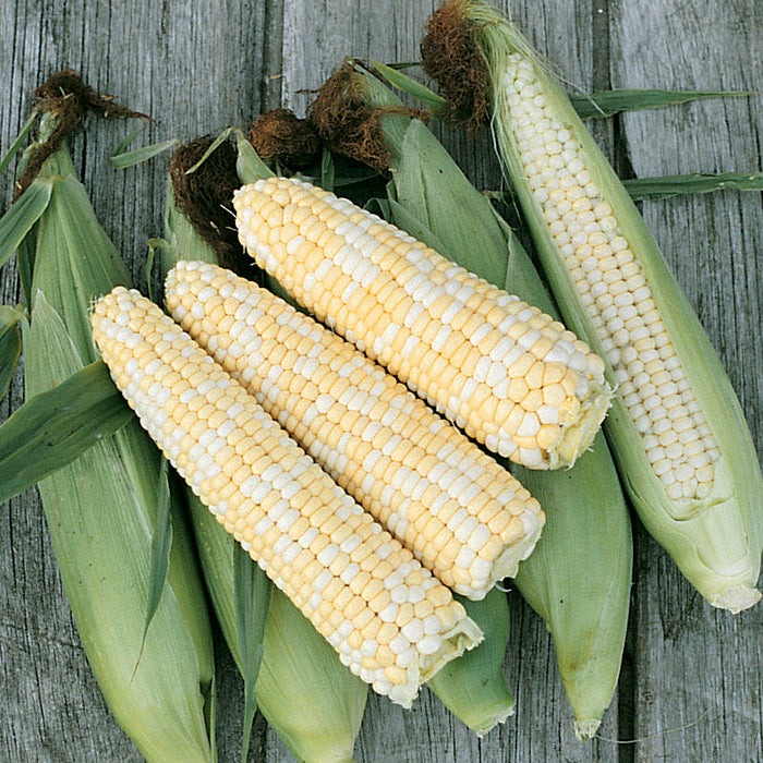 Double Standard Corn Seeds (Organic)
