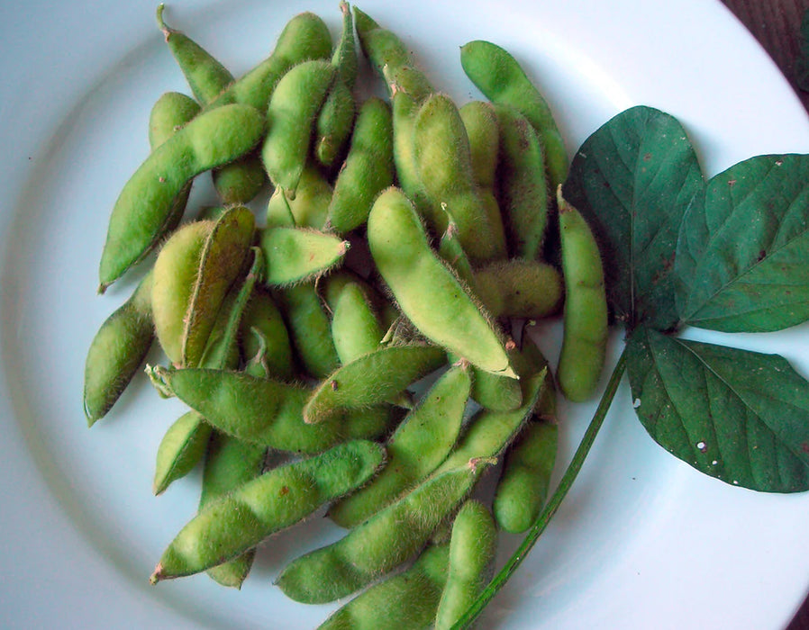 Lanco Edamame Bean