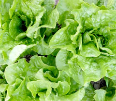 Buttercrunch Bibb (Butterhead) Lettuce