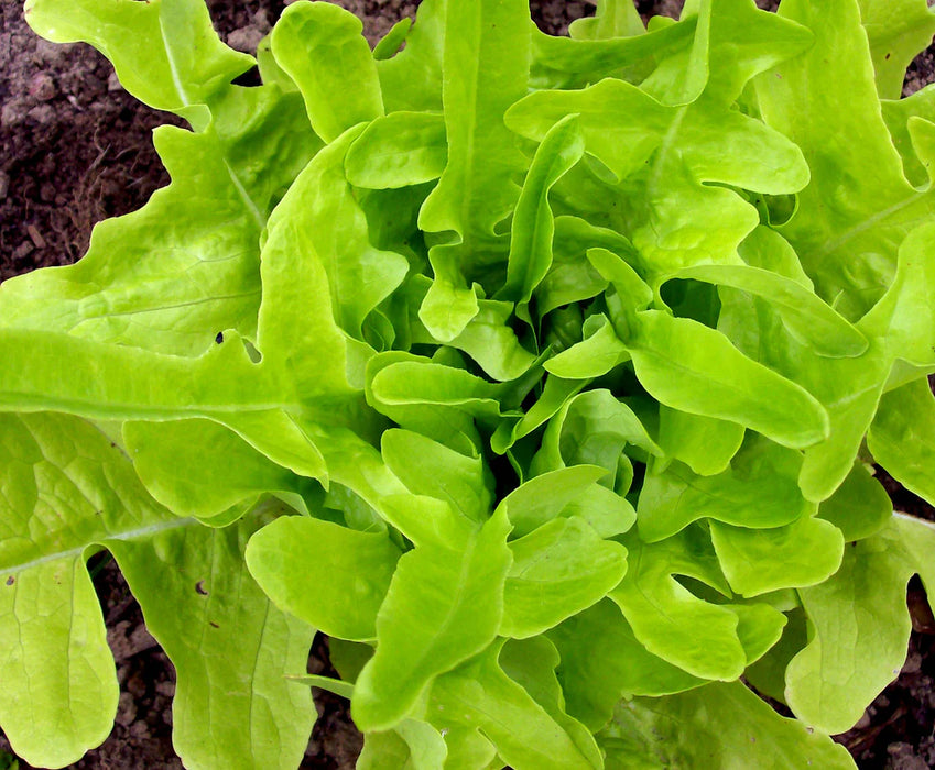 Thai Oakleaf Looseleaf Lettuce