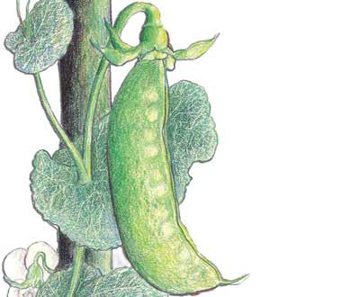 Mammoth Melting Sugar Tall Snow Pea