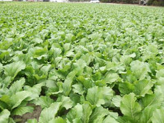 Carolina Broadleaf Mustard