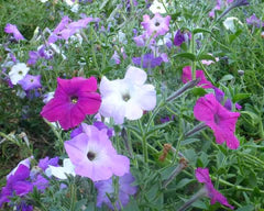 Old Fashioned Vining Petunia