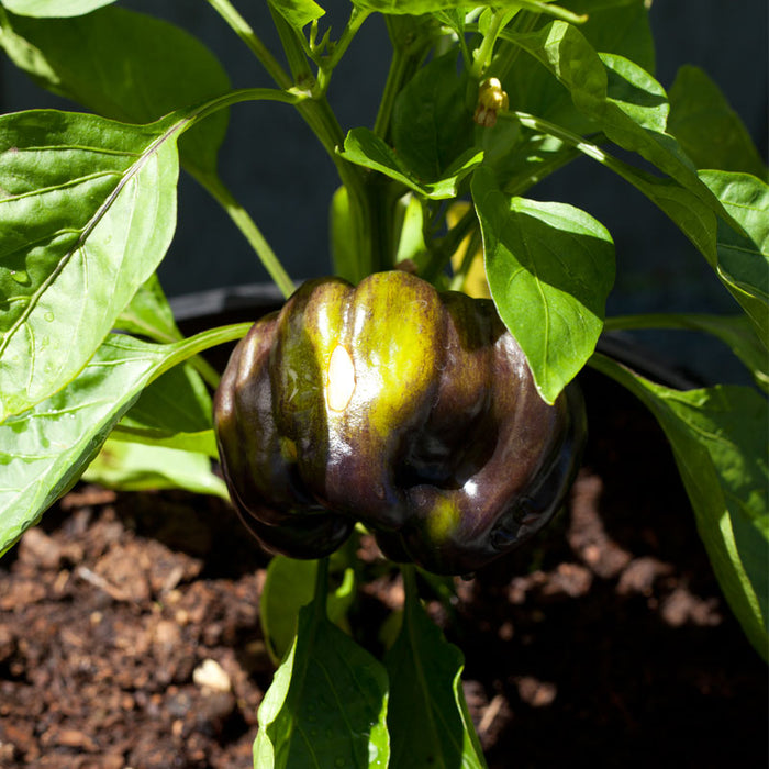 Purple Beauty Sweet Pepper Seeds (Organic)