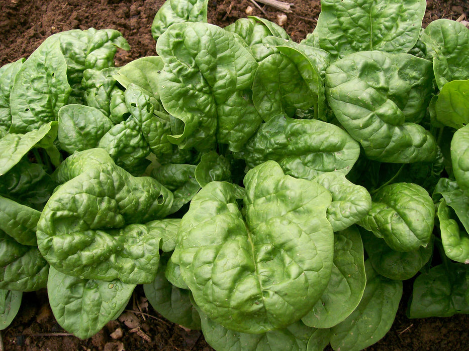 Long Standing Bloomsdale Spinach