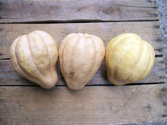 Thelma Sanders Sweet Potato Winter Squash
