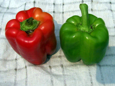 Keystone Resistant Giant Pepper