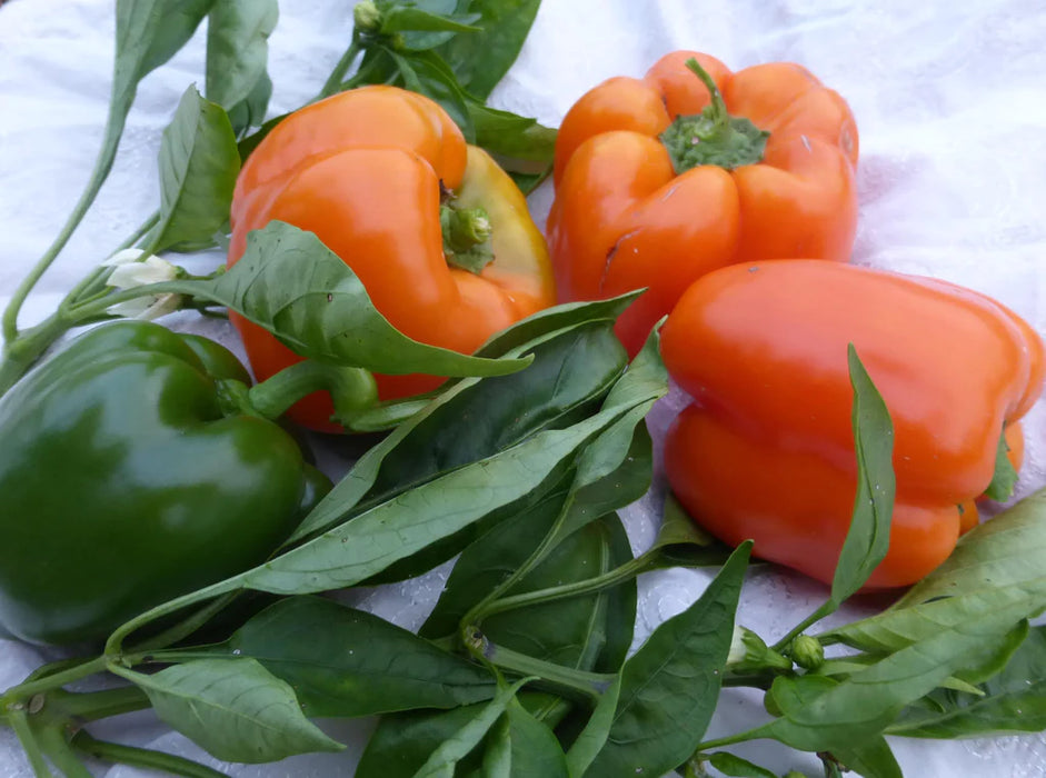 Orange Bell Pepper
