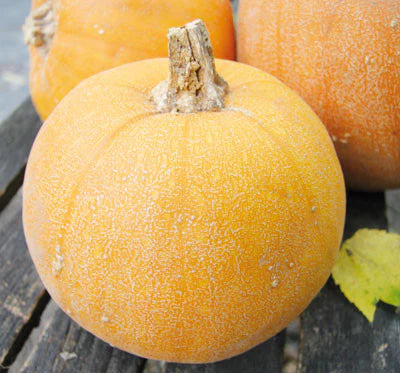 Winter Luxury Pumpkin