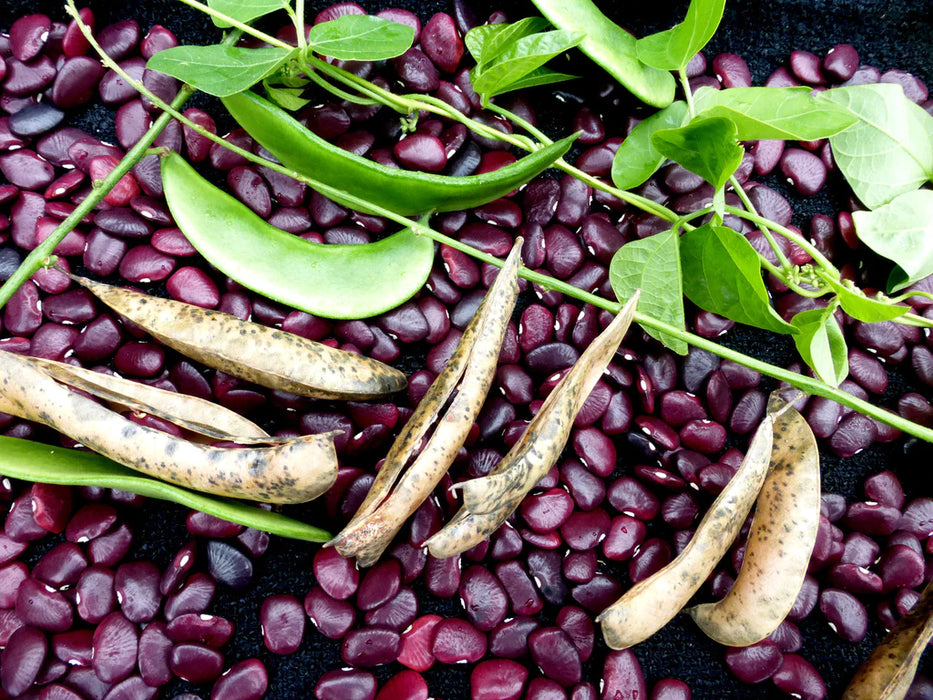 Worchester Indian Red Pole Beans