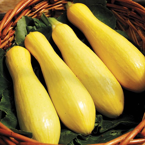 Squash - Summer
