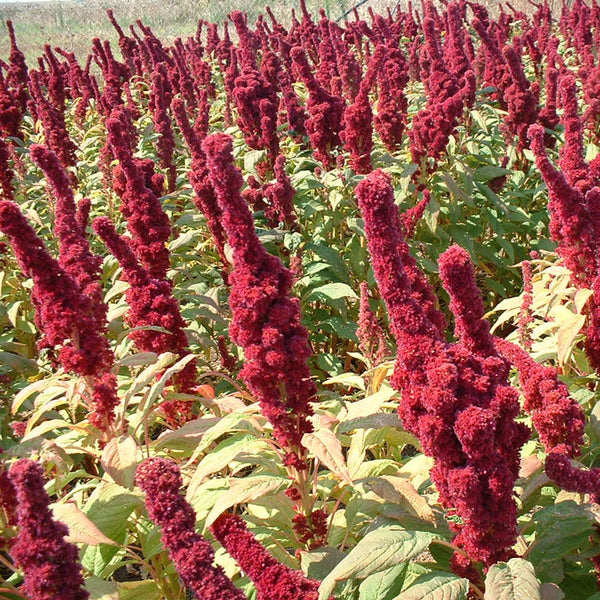 Amaranth