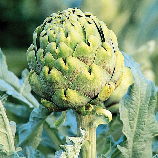 Artichoke