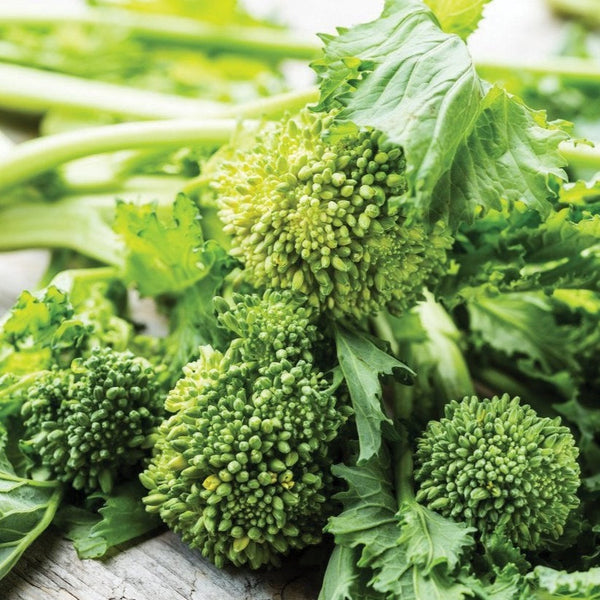 Broccoli
