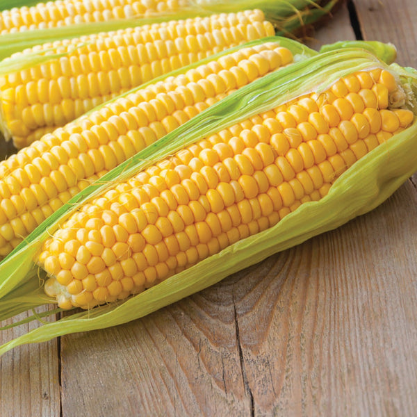 Corn