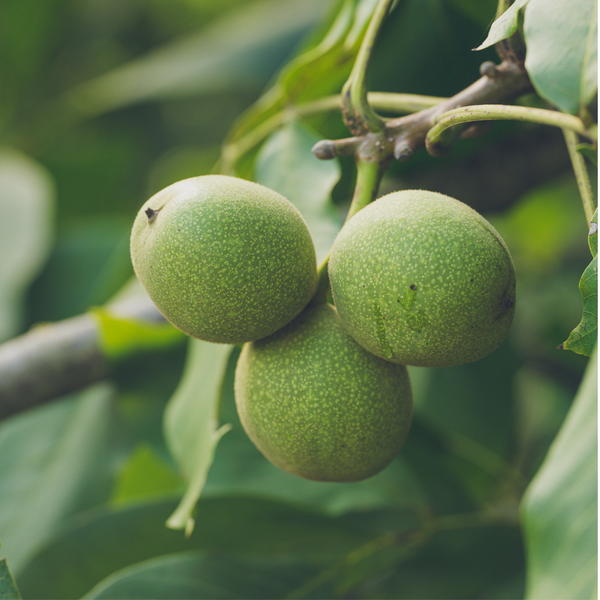 Walnut Trees