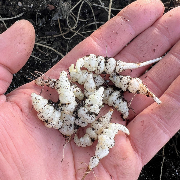 Artichoke Tubers