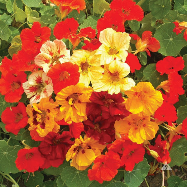 Nasturtium