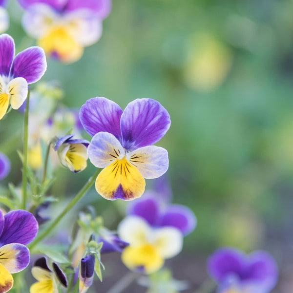 Viola