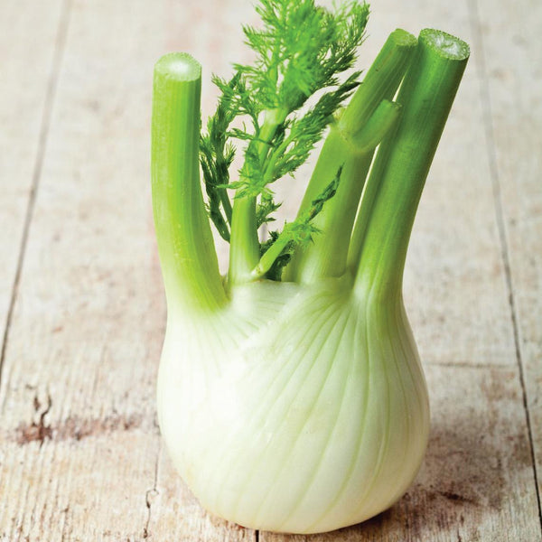 Fennel