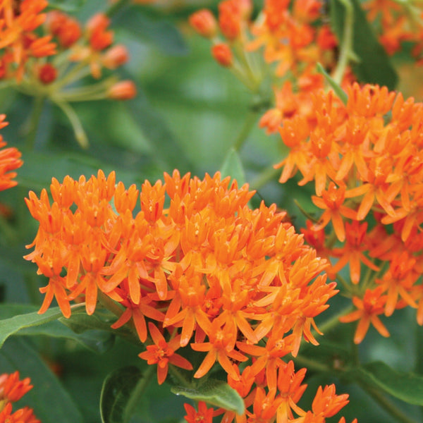Milkweed