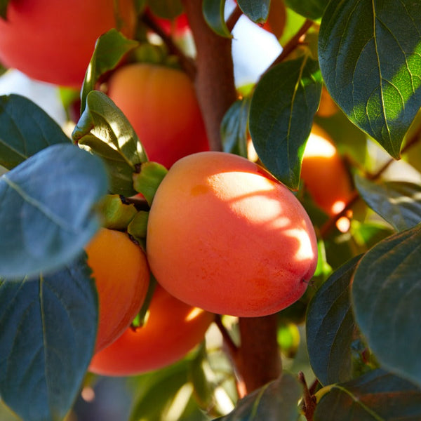 Persimmon Trees