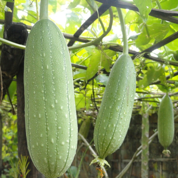 Gourds