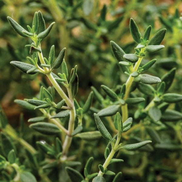 Thyme