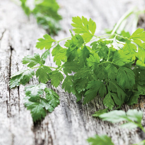 Chervil