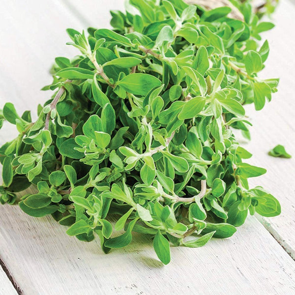 Marjoram